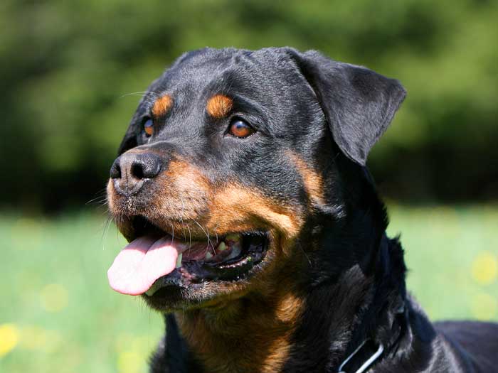 Attestation d'aptitude de chiens de catégories 1 et 2 et de tous chiens mordeurs Rottweiller