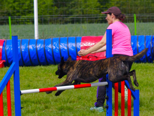 education canine severine lesourd